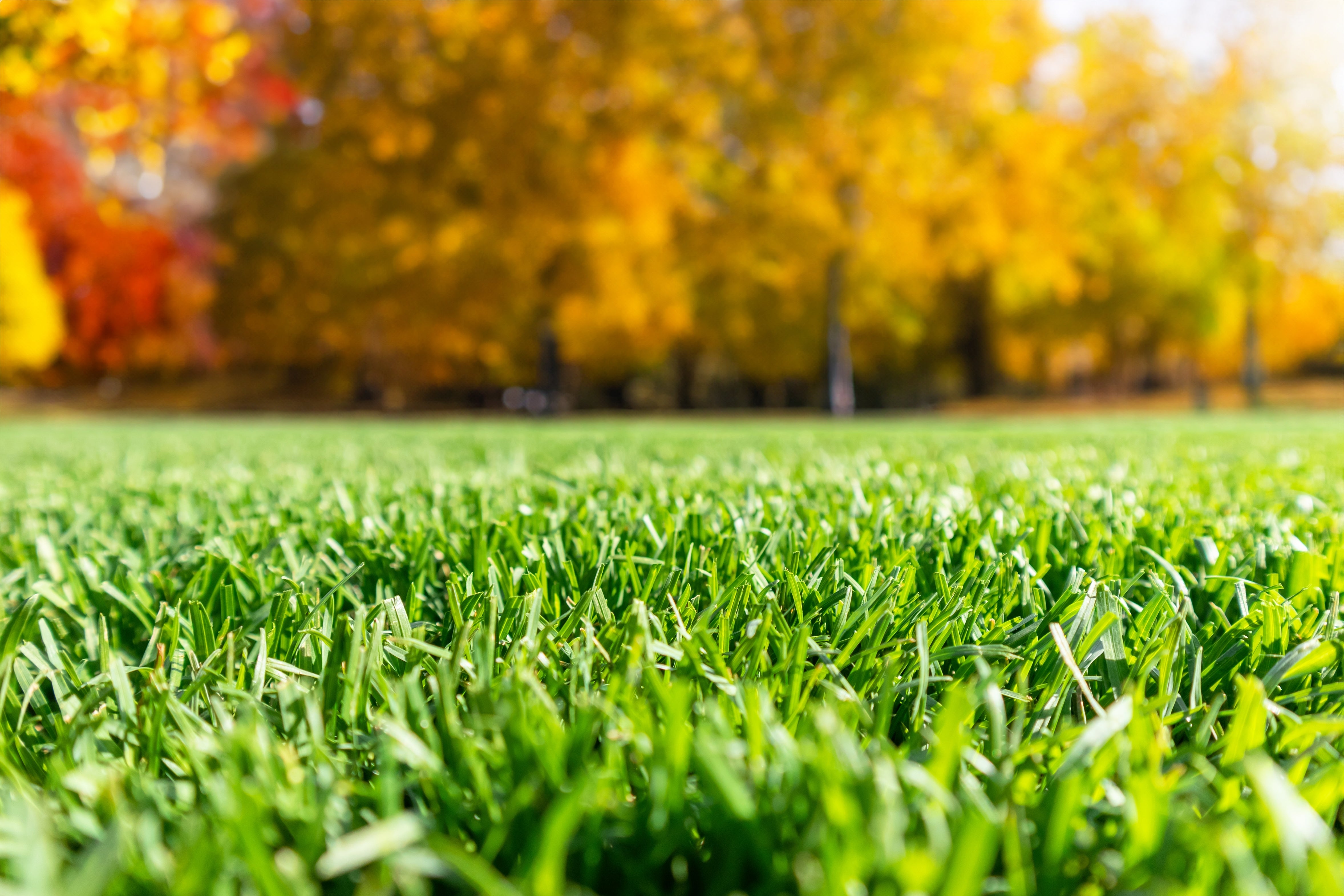 Autumn Lawn