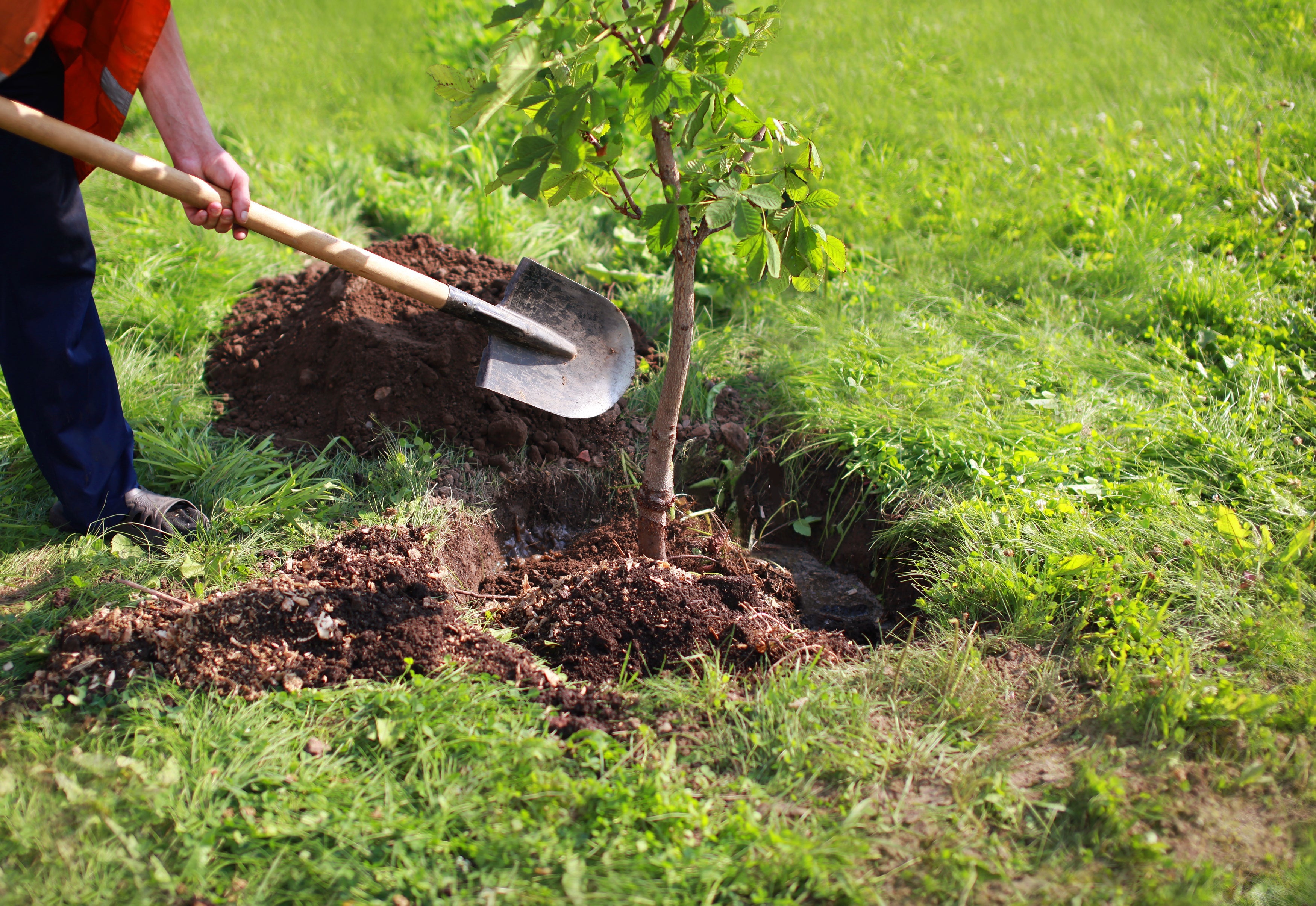 How To Plant A Tree