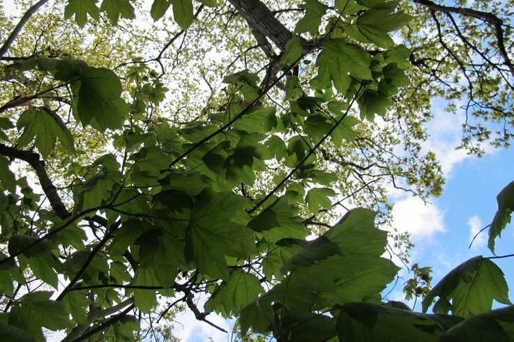 Sycamore Tree