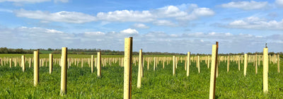 Tree Planting