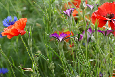 Wildflower Seed