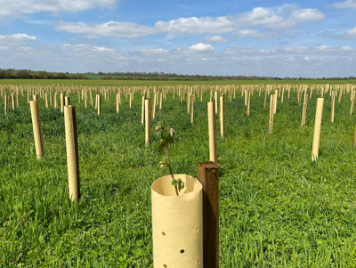 Tree Planting