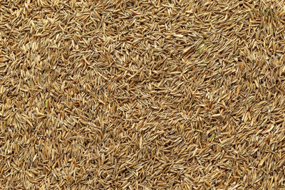 Grass Seed