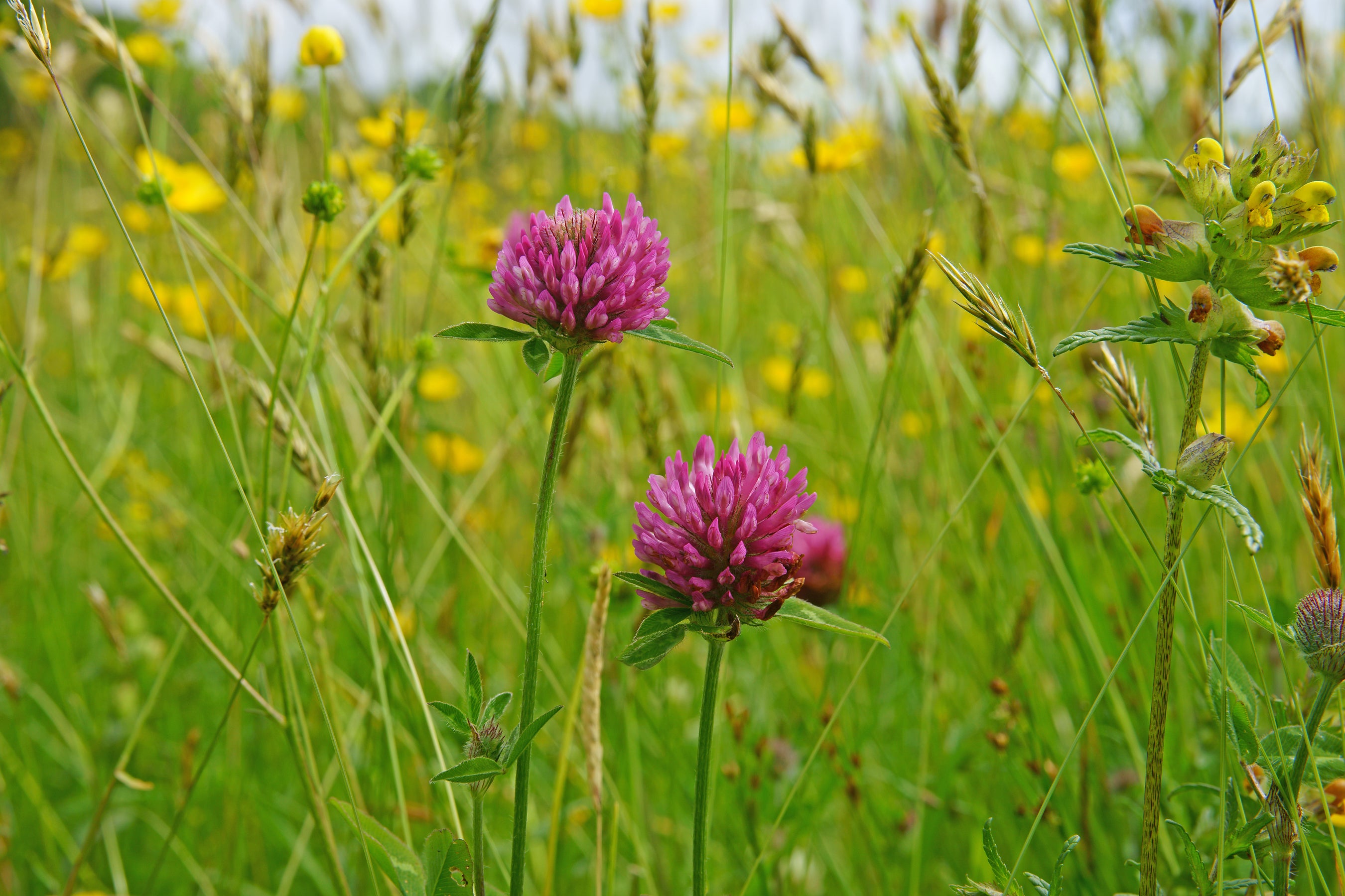 Floodplain Meadow Wildflower Mix 1kg